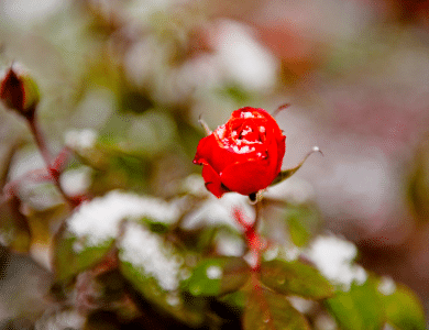 Rosier en hiver